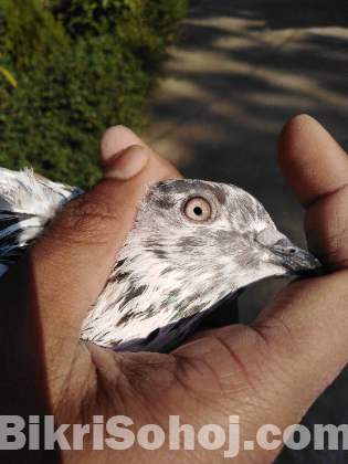 কবুতর pigeon